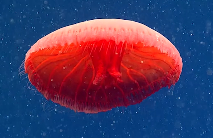 Unfathomable Depths: Discover Why Are Deep Sea Creatures So Weird
